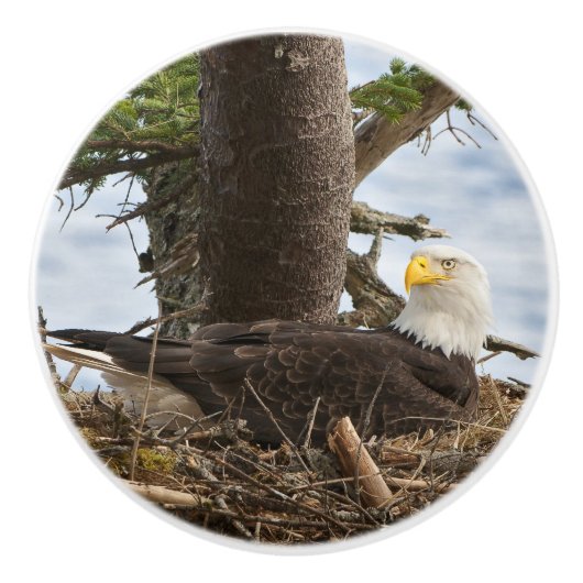 Nesting Bald Eagle Keramische Knop (Voorkant)