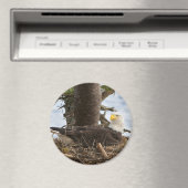 Nesting Bald Eagle Magneet (Insitu (Vaatwasser))
