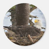 Nesting Bald Eagle Magneet (Voorkant)