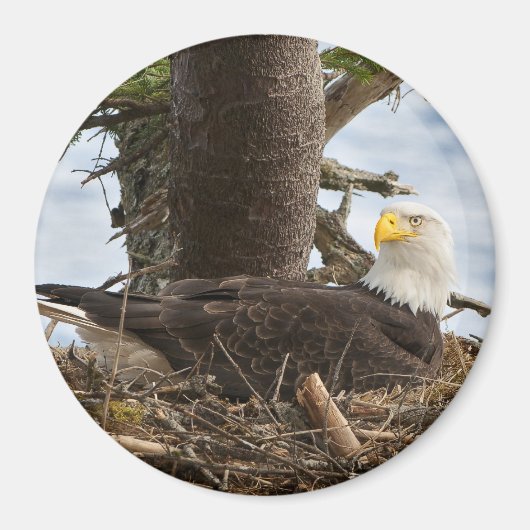 Nesting Bald Eagle Magneet (Voorkant)