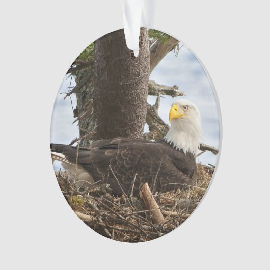 Nesting Bald Eagle Ornament (voorkant)