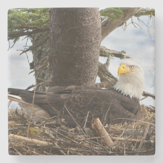 Nesting Bald Eagle Stenen Onderzetter (Voorkant)