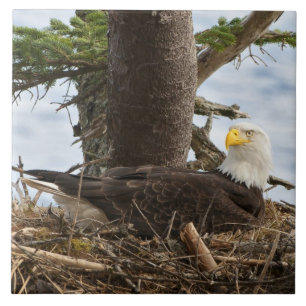 Nesting Bald Eagle Tegeltje