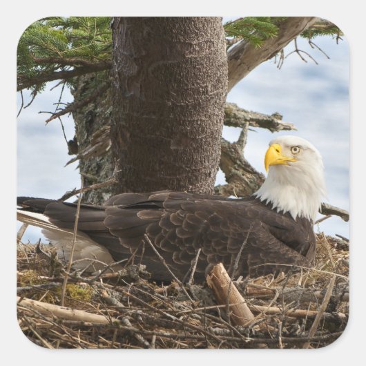 Nesting Bald Eagle Vierkante Sticker (Voorkant)