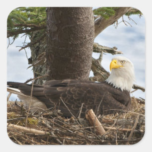 Nesting Bald Eagle Vierkante Sticker