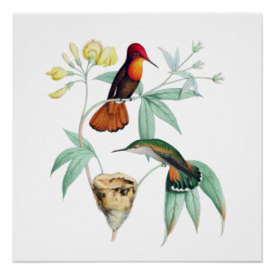 Nesting Hummingbird Natural History Poster Print Perfect Poster
