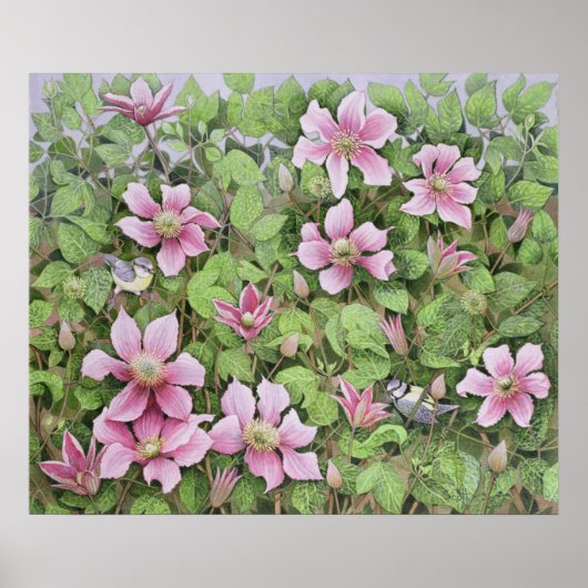 Nesting in Clematis Poster (Voorkant)