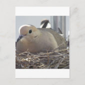 Nesting Mourning Dove Briefkaart (Voorkant)