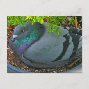 Nesting Pigeon Briefkaart