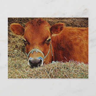 Nestled Cow Briefkaart