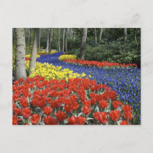 Netherlands, Holland, Lisse, Keukenhof Gardens Briefkaart