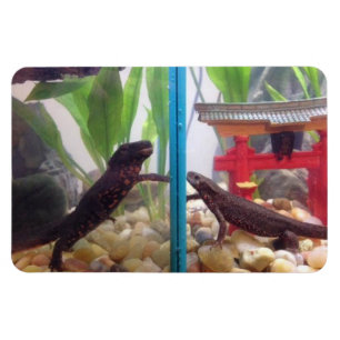 Netten die de magneet bereiken