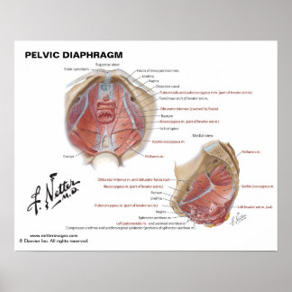 Netter's pelvic diaphragm - gelabeld diagram poster
