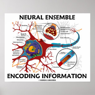 Neurale Ensemble Encoding Information Poster