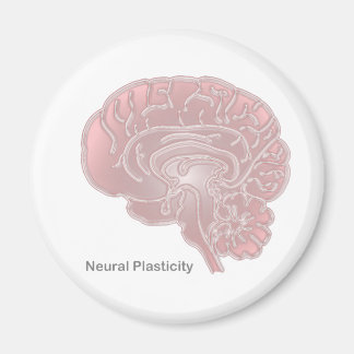 Neurale plasticiteit magneet