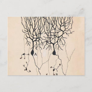 Neuron-tekening door Santiago Ramón y Cajal Briefkaart