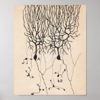 Neuron-tekening door Santiago Ramón y Cajal