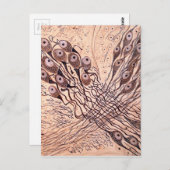 Neuronen van Cajal 1 Briefkaart (Voorkant / Achterkant)