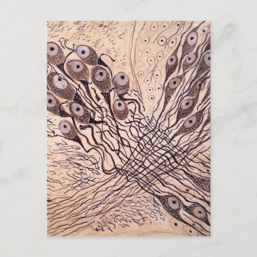 Neuronen van Cajal 1 Briefkaart (Voorkant)