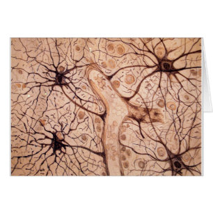 Neuronen van Cajal 3