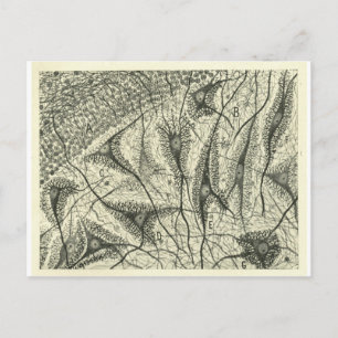 Neuronen van Cajal 4 Briefkaart
