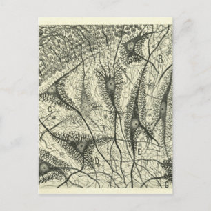 Neuronen van Cajal 4 Briefkaart