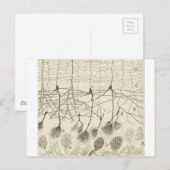 Neuronen van Cajal 8 Briefkaart (Voorkant / Achterkant)