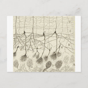 Neuronen van Cajal 8 Briefkaart
