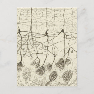 Neuronen van Cajal 8 Briefkaart