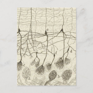 Neuronen van Cajal 8 Briefkaart