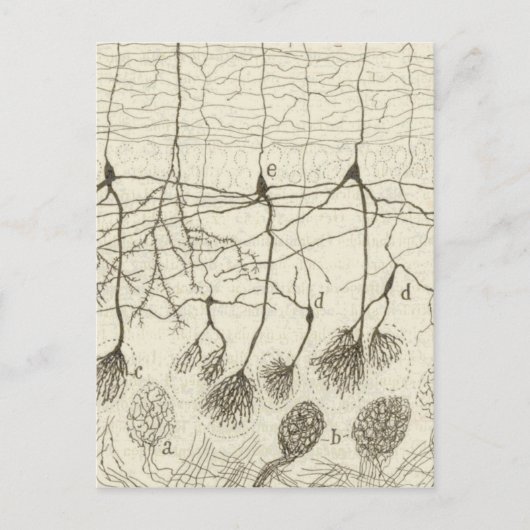 Neuronen van Cajal 8 Briefkaart (Voorkant)