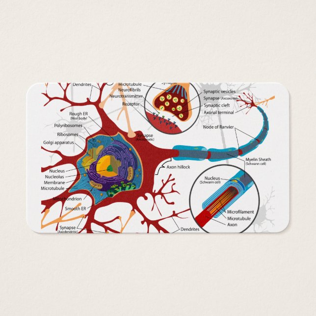 Neurones cellulaires sains (Devant)