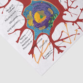 Neurons Nerve Healthy Tissuepapier (Detail)