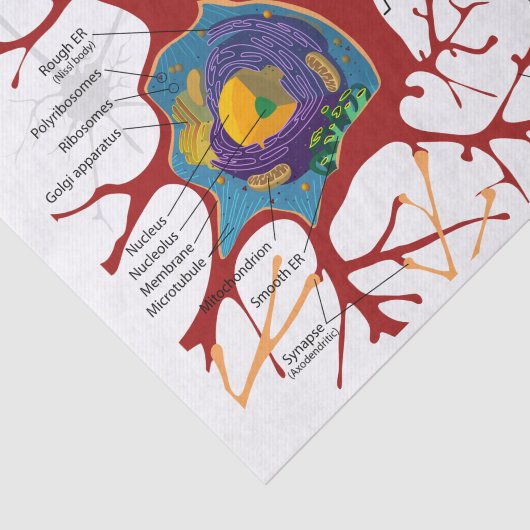 Neurons Nerve Healthy Tissuepapier (Detail)