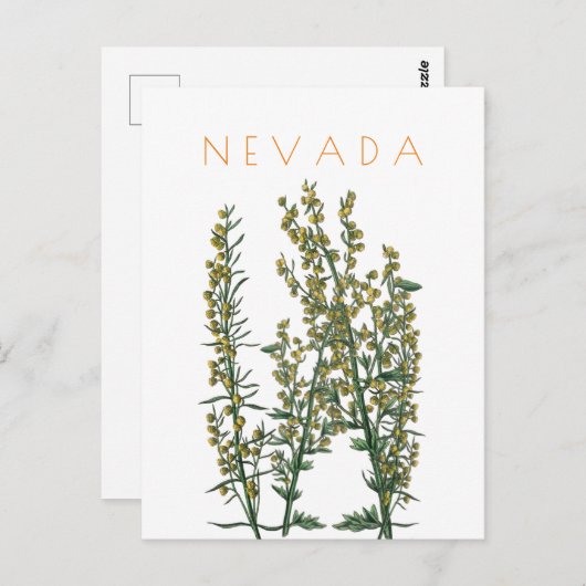  neusbloem komt midden eeuw briefkaart (Voorkant / Achterkant)