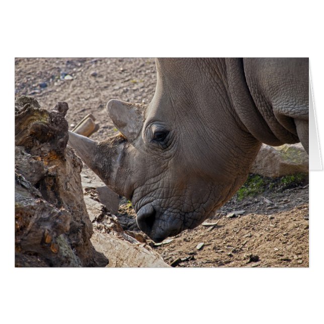 Neushoorn (Voorkant Horizontaal)