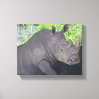 Neushoorn in boslandschap Focus