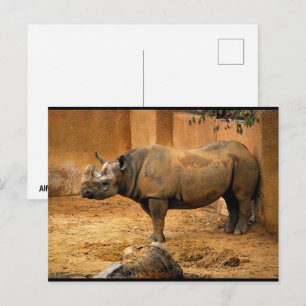 Neushoorn Rug Tegen de Muur Briefkaart