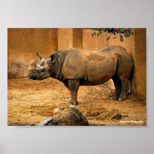 Neushoorn Rug Tegen de Muur Poster