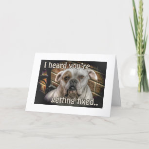 Neutrering hond krijgt goede kaart