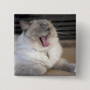 Neva Masquerade cat yawning Vierkante Button 5,1 Cm