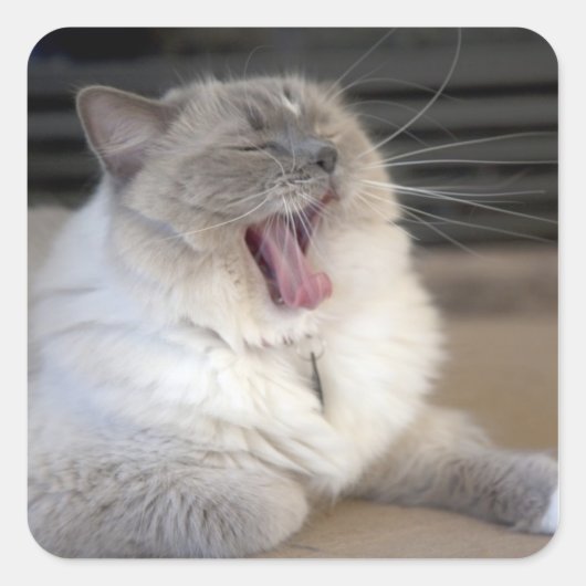 Neva Masquerade cat yawning Vierkante Sticker (Voorkant)