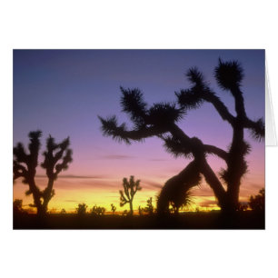 NEVADA. ÉTATS-UNIS. Arbres de Josué Yucca brevifol