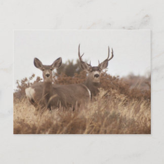 NEVADA MULE DEER BRIEFKAART