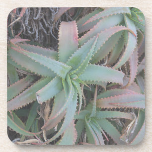 Nevada succulents bier onderzetter