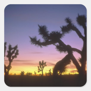 NEVADA. Verenigde Staten. Joshua-bomen Yucca brevi Vierkante Sticker
