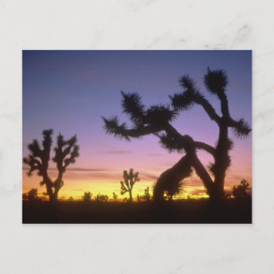 NEVADA. VS. Joshua trees Yucca brevifolia) Briefkaart
