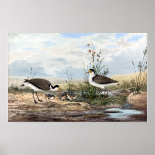 Neville HP Cayley Mask Lapwing Poster