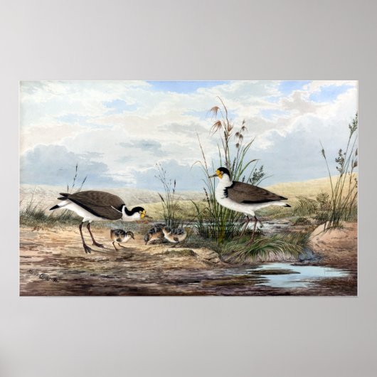 Neville HP Cayley Mask Lapwing Poster (Voorkant)