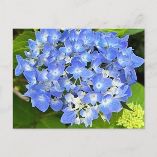 New Bloom Hydrangea Briefkaart (Voorkant)